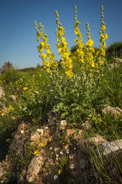 Frühling gelbe Blüten — Stockfoto