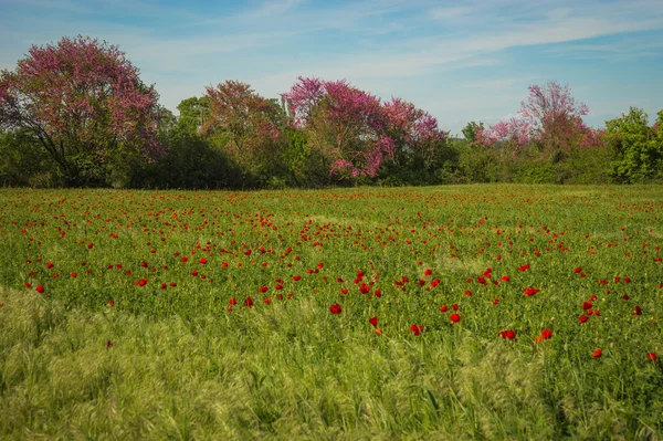 Campo de amapola pintoresco —  Fotos de Stock