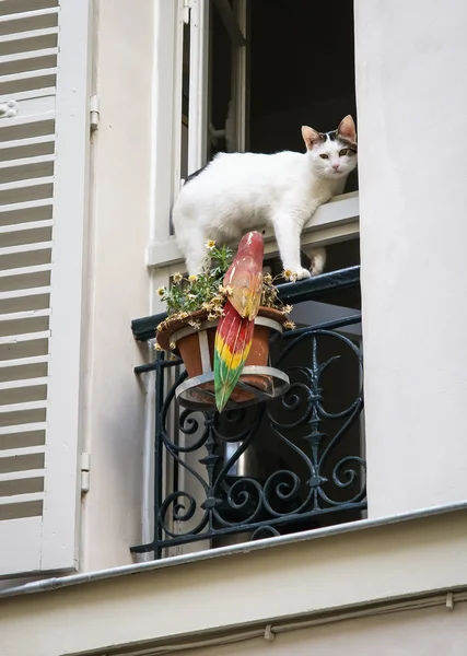 Gato branco na janela — Fotografia de Stock