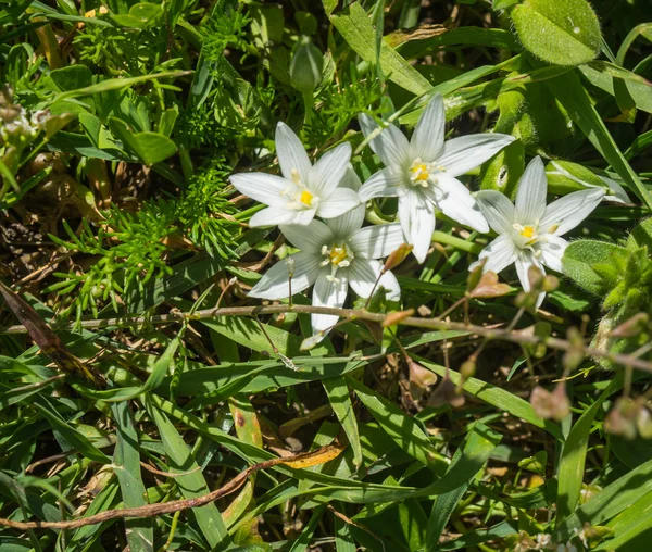 Lindas flores de primavera — Fotografia de Stock