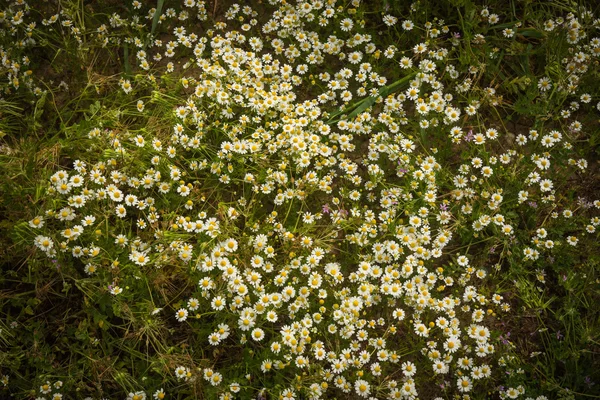 Beautiful spring flowers — Stock Photo, Image