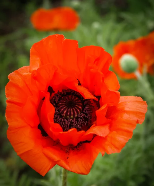 Flor de papoula primavera — Fotografia de Stock