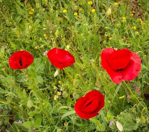 Flores de papoula em um prado — Fotografia de Stock