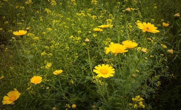 Yellow flowers in a meadow — Stock Photo, Image