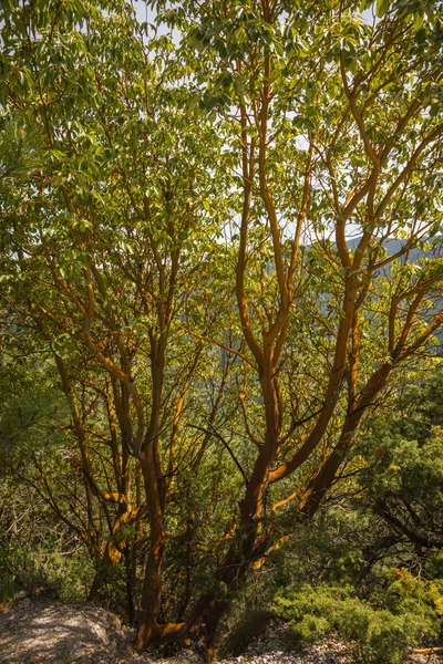 Alberi primaverili sul Monte Olimpo — Foto Stock