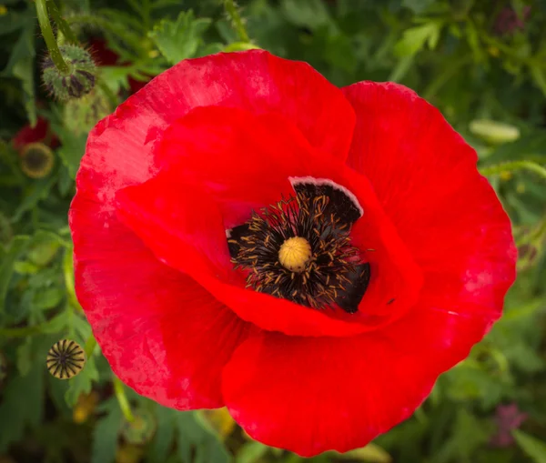 Flor de papoula brilhante — Fotografia de Stock