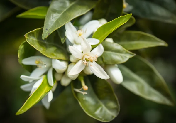 Witte lentebloemen — Stockfoto