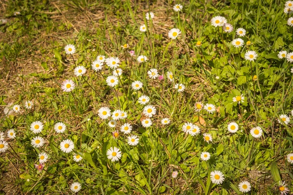 Spring flowers on Mount Olympus — Stock Photo, Image