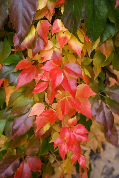 소녀의 포도의 잎 — 스톡 사진