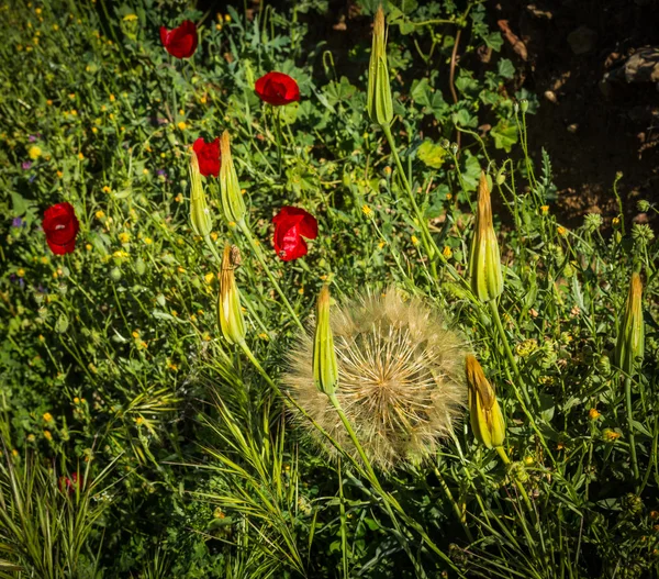 Dandelions ve haşhaş'ın bahçesinde — Stok fotoğraf