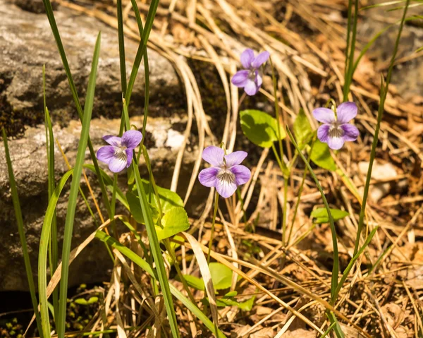 Flores de primavera no Monte Olimpo — Fotografia de Stock