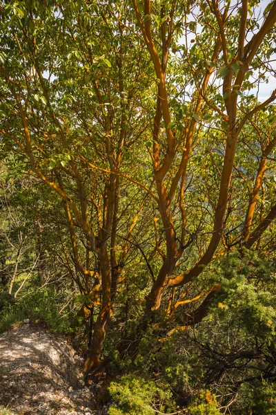 Spring trees on Mount Olympus