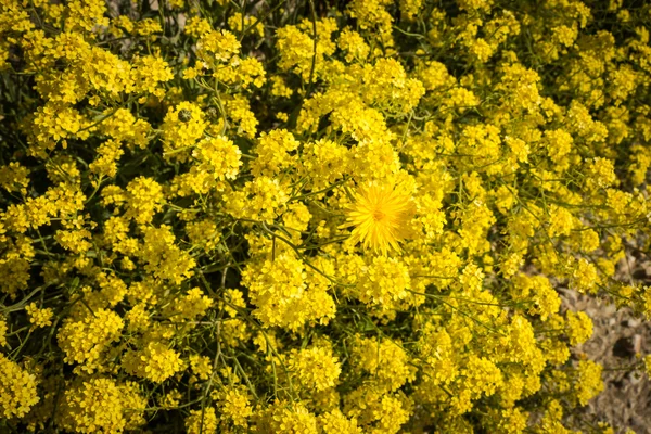 Våren gula blommor — Stockfoto