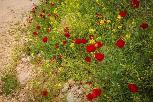 Fiori di papavero su un prato — Foto Stock