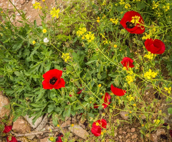 Fiori di papavero su un prato — Foto Stock