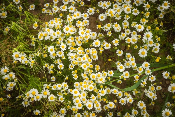 Beautiful spring flowers — Stock Photo, Image