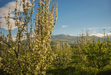 çiçekli meyve ağaçları