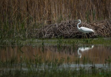 büyük beyaz balıkçıl