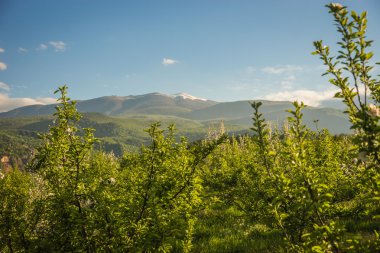 çiçekli meyve ağaçları