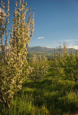 çiçekli meyve ağaçları