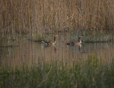 Ördekler Prespa Gölü, Yunanistan