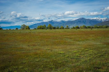 Dağlar arka plan üzerinde çiçek açan alan