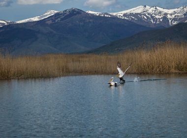 Tepeli pelikan Prespa Gölü üzerinde