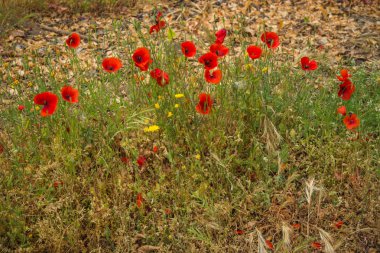Güzel yaz çiçekleri