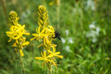 parlak sarı çiçek