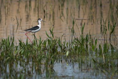 Tepedeki Prespa Gölü, Yunanistan