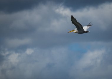 Tepeli pelikan Prespa Gölü üzerinde
