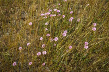 Güzel çiçekler, Pelion