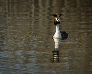 büyük tepeli batağan
