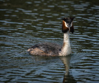 büyük tepeli batağan