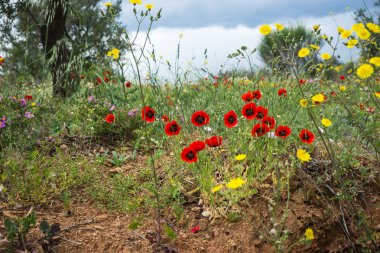 Güzel yaz çiçekleri