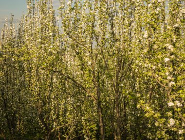 çiçekli meyve ağaçları