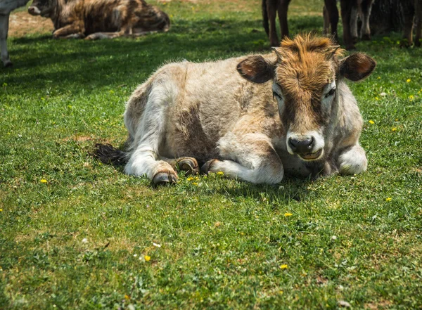 Vacas en la isla de St. Ahileos — Foto de Stock