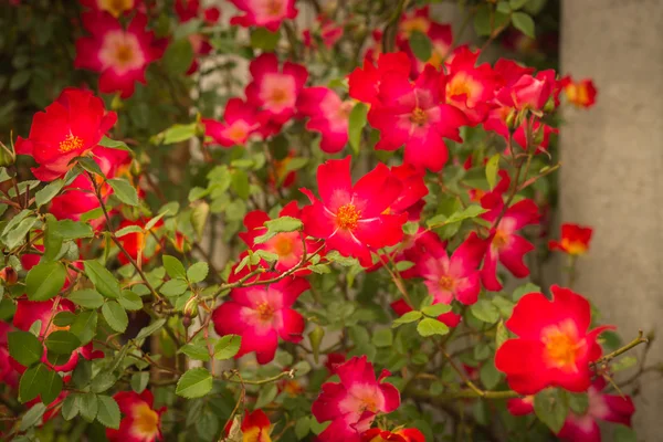 Boom met rode bloemen — Stockfoto