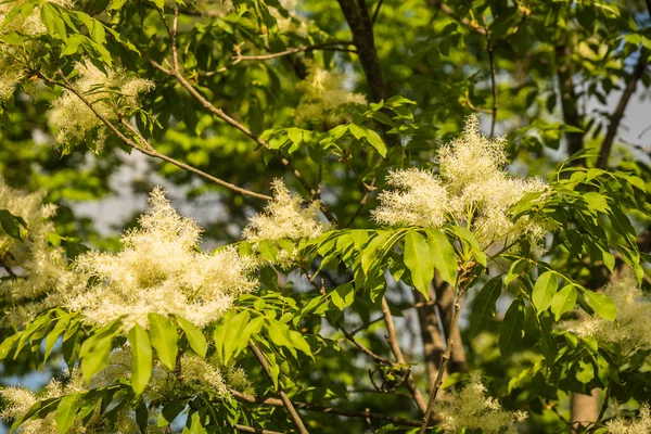 Gele Lentebloemen — Stockfoto