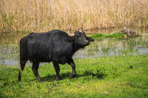 Cow on island of St. Ahileos — Stock Photo, Image