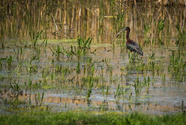 Ibis on Lake Prespa, Greece — Stock Photo, Image