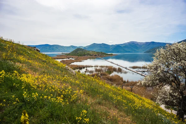 Flower meadow on mountain — Stock Photo, Image