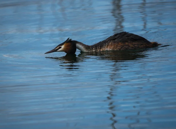 Great Crested Grebe — Stock Photo, Image