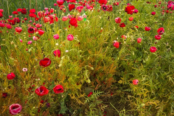 Campo di papavero scenico — Foto Stock