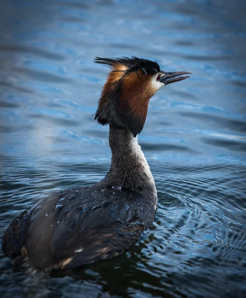 Great Crested Grebe — Stock Photo, Image