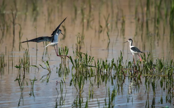 Stilt på Prespasjön — Stockfoto