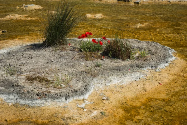 Springs in Thermopiles, Greece — Stock Photo, Image