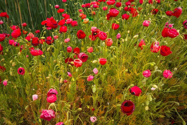 Campo di papavero scenico — Foto Stock