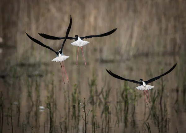 Stilt on Lake Prespa — Stock Photo, Image