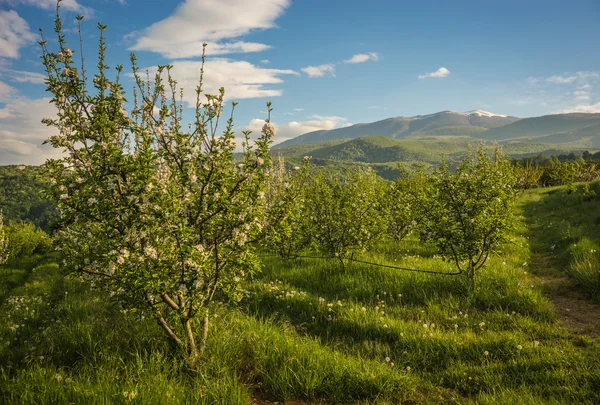 Flowering fruit trees — Stock Photo, Image